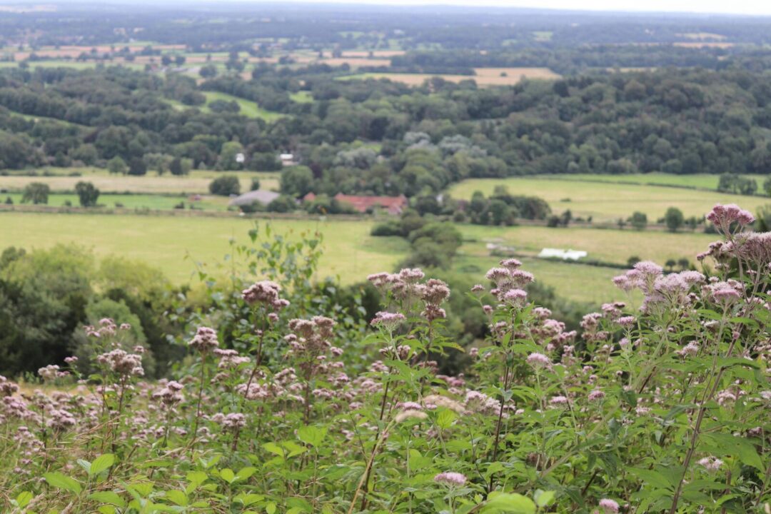 Scenic countryside hike viewpoint over rolling green fields with wild pink flowers in the foreground