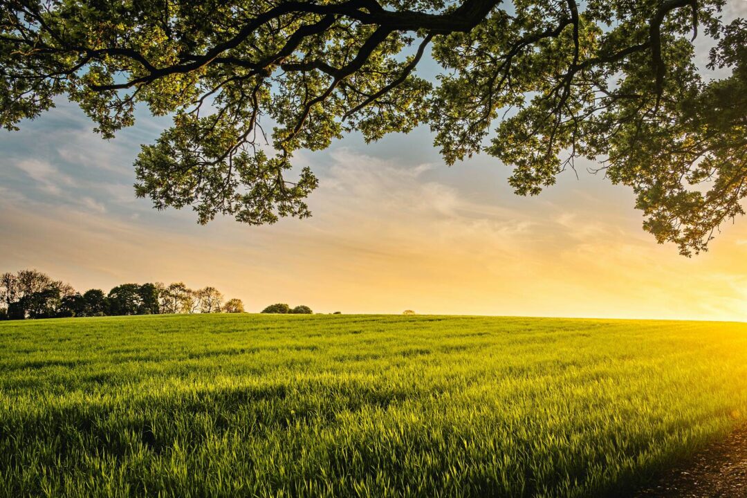 Grassy countryside field at sunrise with trees overhead, ideal for a near-London hike
