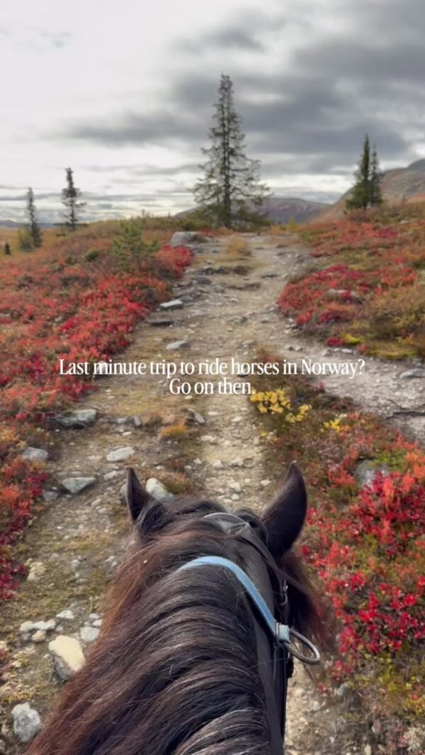 Horse riding in Norway trail with red wildflowers; “Last minute trip to ride horses in Norway! Go on then.”