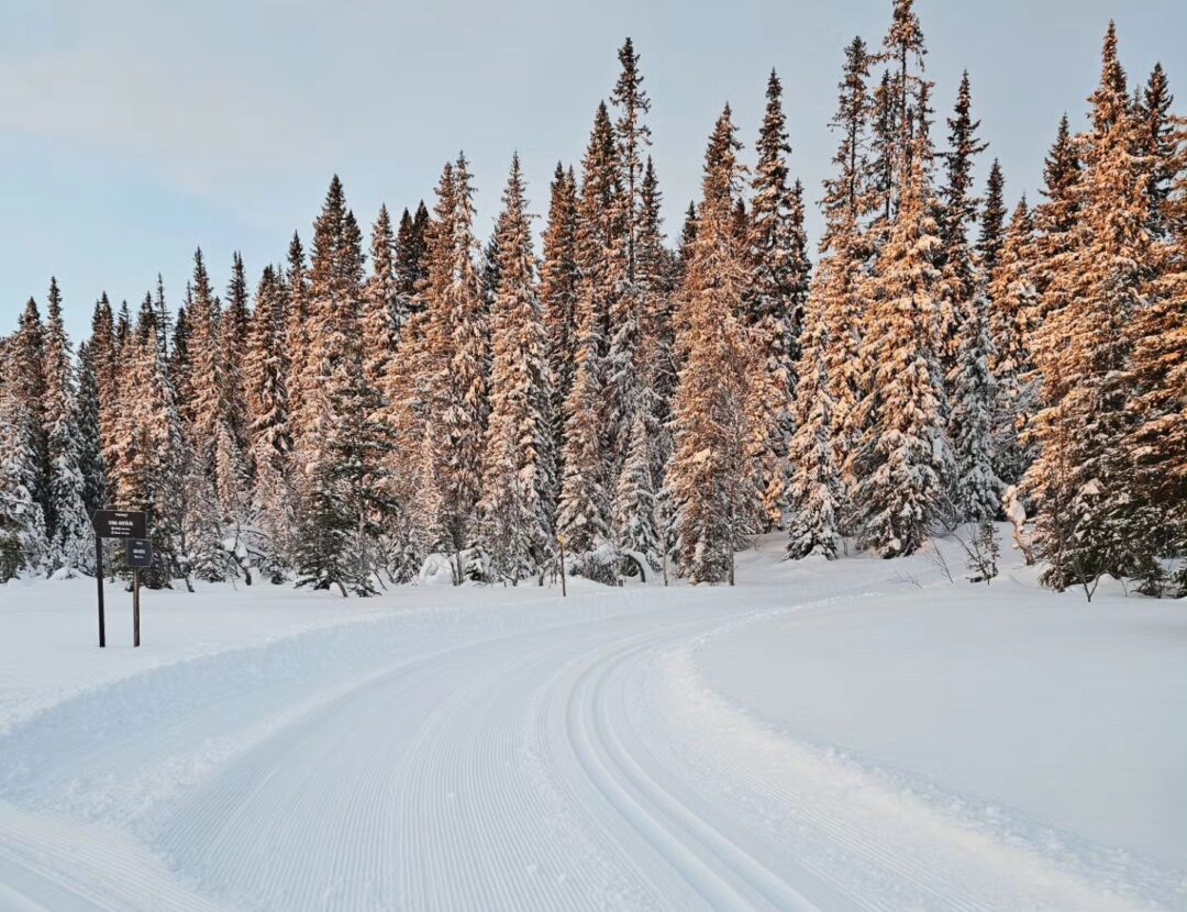 Cross-country ski track through a snowy pine forest with pine trees heavy with fresh snow